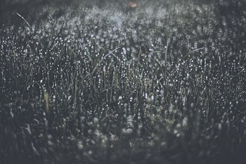 grass field