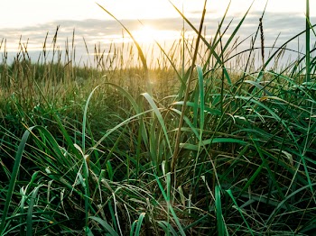 Grass Field