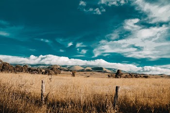 Grass Field