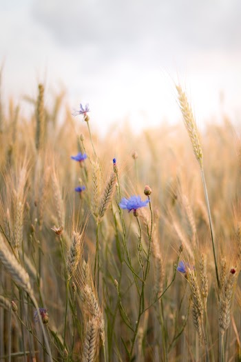 Grass Field Close-up Photography