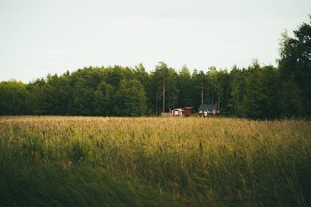 Grass Field near Green Trees