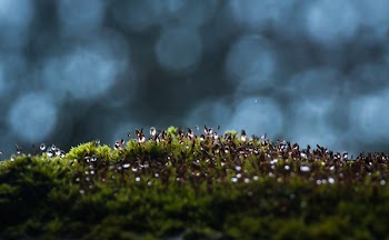 Grass Field With Bokeh Effects