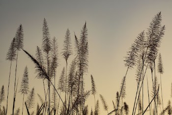 Grass flower at sunset. Free | Free Photo - rawpixel