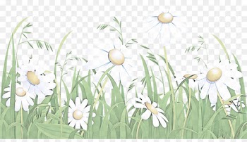 grass flower camomile snowdrop plant