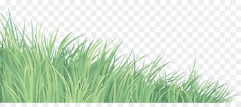 grass green vegetation plant grass family