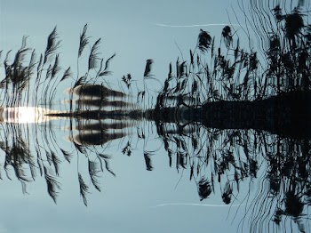 Grass in Water Reflection