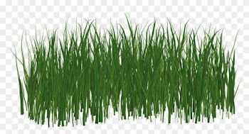 Grass Lawn Green Nature Summer Png Image - Lawn