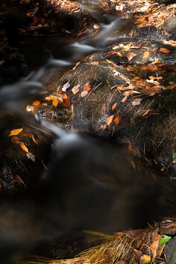 Grass Near Body of Water