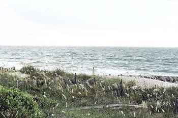Grass near the ocean, beach, | Free Photo - rawpixel