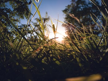 Grass Near Trees