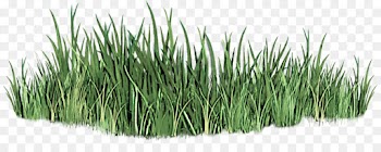 grass plant grass family lawn flowering plant