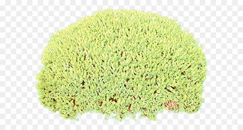 grass plant shrub flower perennial plant