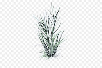 grass plant yucca grass family flower