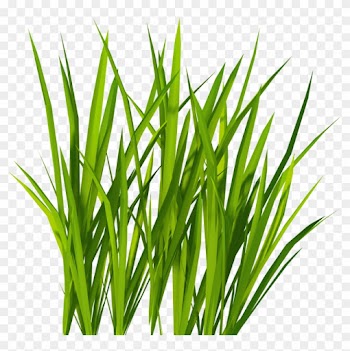 Grass Png Image, Green Grass Png Picture - Grass Png