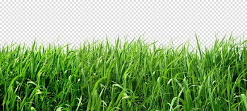 Grass PNG Transparent Image 2