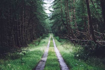 grass road between tree forest