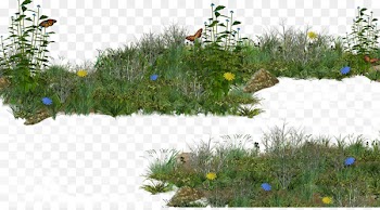 Grass Shrub Lawn Download - Meadow grass 