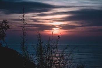 grass silhouette near beach under golden hour