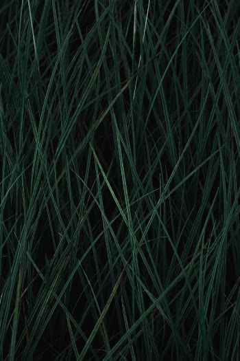 Grass Texture
