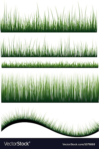 Grass vector image