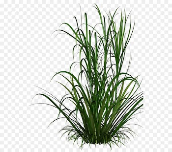 Grasses Clip art - Grass 