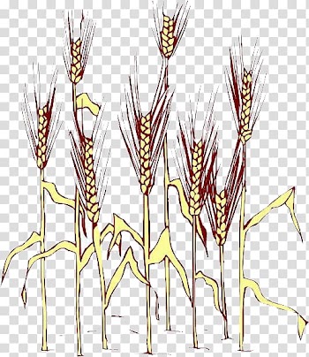 Grasses Euclidean , Rice transparent background PNG clipart