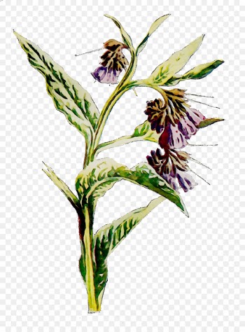 Grasses Flower Plant stem Commodity Herb -  