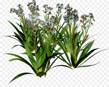 Grasses Flower Terrestrial plant Herb Plants -  