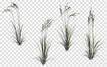 Grasses Plant , long flower transparent background PNG clipart