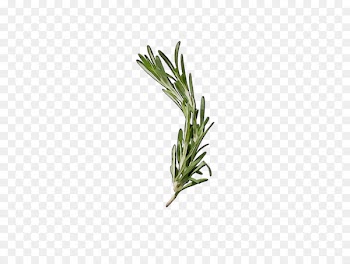 Grasses Plant stem Herb Plants -  