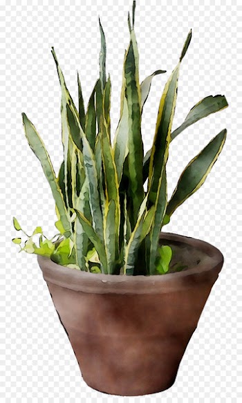 Grasses Plant stem Plants -  