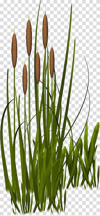 Grasses Plant Vegetation , plant transparent background PNG clipart