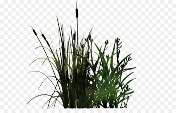 Grasses Tree -  