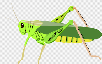 Grasshopper Download Transparent PNG Image