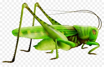 Grasshopper Fairy chess piece Locust -  