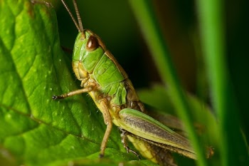 Grasshopper Green and Yellow