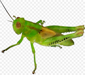 Grasshopper Locust Respiratory system Breathing Animal -  