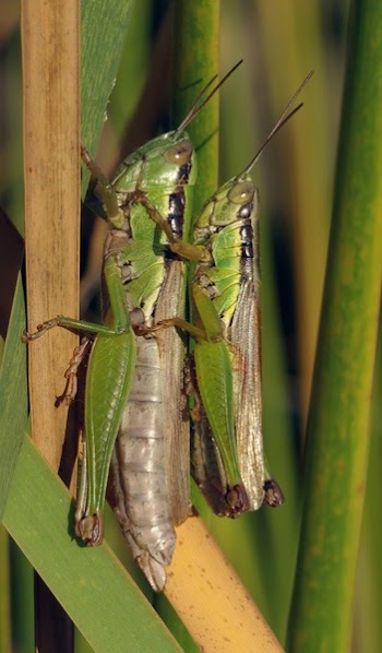 Grasshopper Making Each Other during Daytime