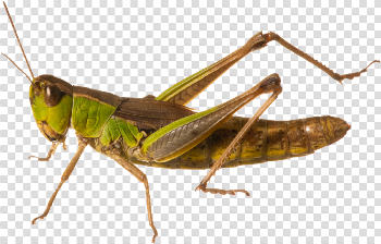 Grasshopper PNG images free download