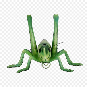 Grasshopper Sauterelle Caelifera Insect Image -  