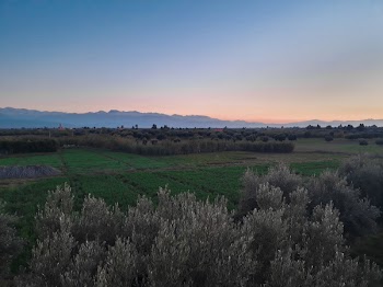 Grassland