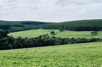 Grassland