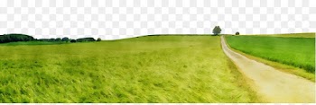 grassland green pasture land lot grass