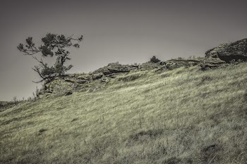 Grassy Hillside With Gnarly Tree