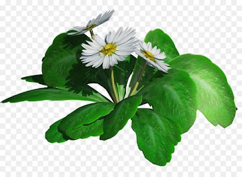 Grave candle Flower Image Portable Network Graphics - especie anual 