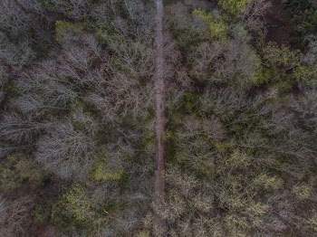 Gravel Path Goes Through The Middle Of A Forrest