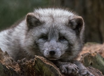 Gray and Black 4-legged Mammal