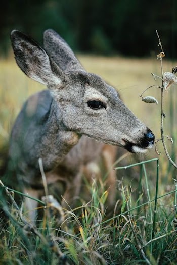 gray and black animal standing beside green grass at daytime