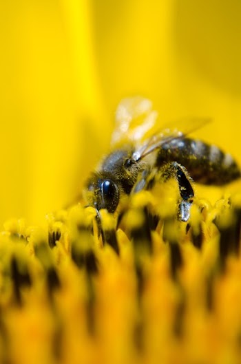 Gray and Black Bee on Yellow Flower