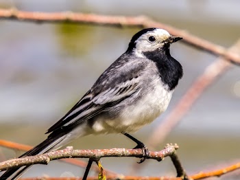 Gray and Black Bird